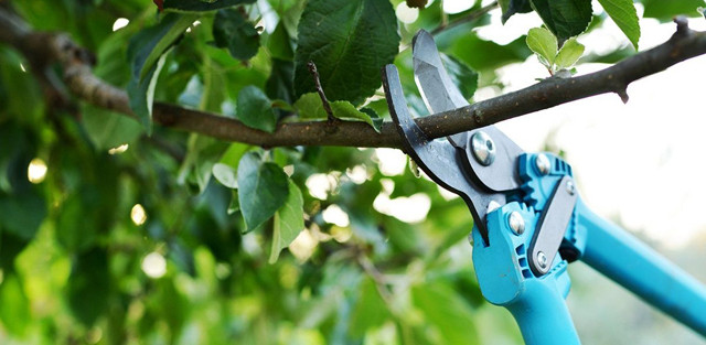 Секатор сучкоріз для товстих гілок