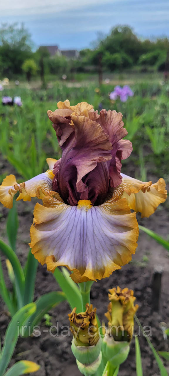 Ірис Mood ring Муд Ринг (Keppel 2015) (сажниці), фото 1