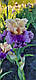 Ірис Crowned in Glory Кроунід Інт Глорі (Johnson 2014) (сажниці), фото 2