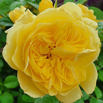 Анні Дюпрей (Anny Duperey)