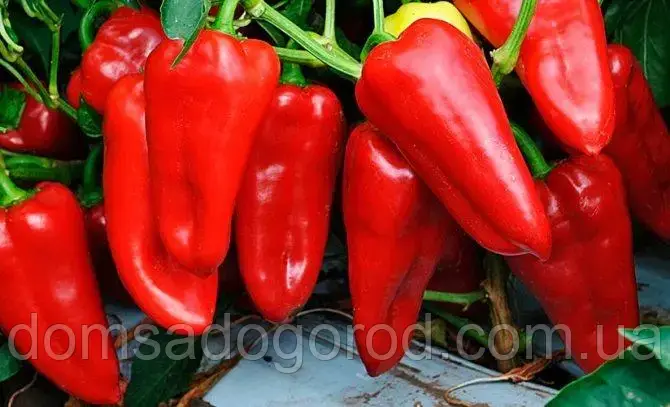 Перець Кирил 2 грамів Елітний ряд