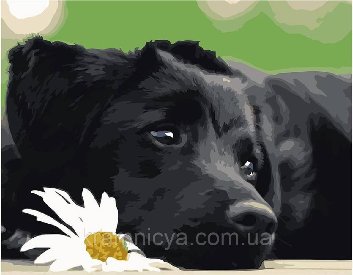 Картина за номерами Чорне щеня, 40х50 Strateg Преміум з лаком та рівнем (VA-0518), фото 1