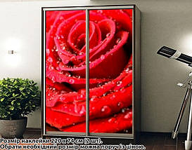 Наклейка на шафу-купе 220 х 102 см на 2 двері  Червона троянда (БП_а_fl13417), фото 3