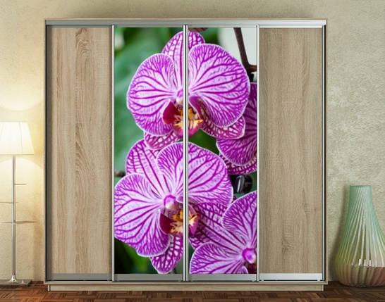 Наклейка на шафу-купе 220 х 60 см на 2 двері  Орхідеї (БП_а_fl101445), фото 1
