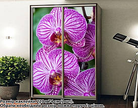 Наклейка на шафу-купе 220 х 60 см на 2 двері  Орхідеї (БП_а_fl101445), фото 2