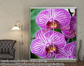 Наклейка на шафу-купе 220 х 60 см на 2 двері  Орхідеї (БП_а_fl101445), фото 3