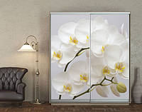 Наклейка на шкаф-купе 220 х 102 см на 2 двери белые орхидеи (БП_а_fl12876)
