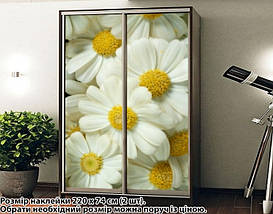 Наклейка на шафу-купе 220 х 102 см на 2 двері  Ромашки (БП_а_fl101878), фото 5