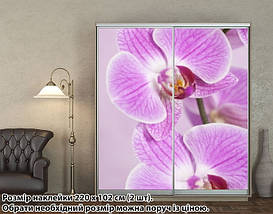 Наклейка на шафу-купе 220 х 102 см на 2 двері Орхідеї (БП_а_fl102089), фото 4