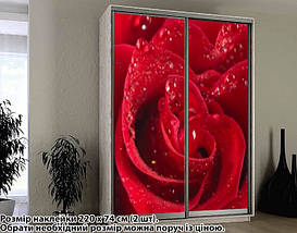 Наклейка на шафу-купе 220 х 102 см на 2 двері  троянда (БП_а_fl12927), фото 2