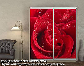 Наклейка на шафу-купе 220 х 102 см на 2 двері  троянда (БП_а_fl12927), фото 4