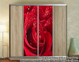 Наклейка на шафу-купе 220 х 102 см на 2 двері  троянда (БП_а_fl12927), фото 5