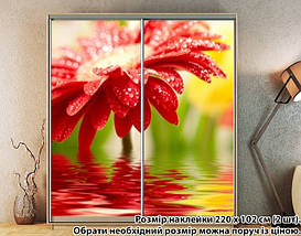 Наклейка на шафу-купе 220 х 74 см на 2 двері гербера (БП_а_fl102193), фото 5