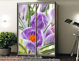 Наклейка на шафу-купе 220 х 102 см на 2 двері крокус (БП_а_fl102678), фото 5