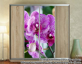 Наклейка на шафу-купе 220 х 102 см на 2 двері Орхідеї (БП_а_fl13443), фото 5