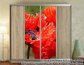 Наклейка на шафу-купе 220 х 102 см на 2 двері Маки червоні (БП_а_fl13649), фото 2
