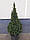 Ялина канадська 'Коніка' 1м Picea glauca 'Conica', фото 10