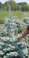 Ель колючая голубая Глаука (Picea pungens Glauca), 3-летний саженец