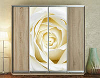 Наклейка на шкаф-купе 220 х 60 см на 2 двери белая роза (БП_а_fl12807)