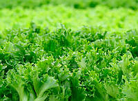 Семена салат "Одесский Кучерявец" 300г салат листовой весовые семена