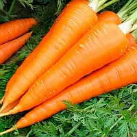 Ланге Роте Штумпфе семена моркови Satimex 10 г