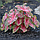 Каладіум Carolyn Whorton, фото 3