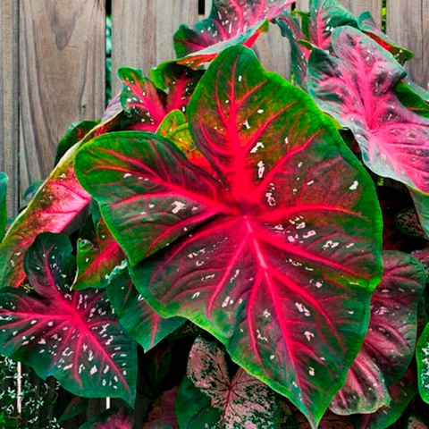 Каладіум Red Flash, фото 1