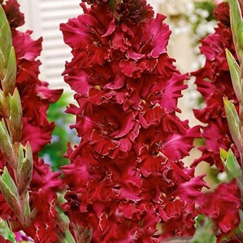 Гладіолус великоквітковий Omsk 10/12