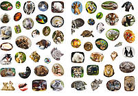 Школа чомучки. Дивовижні тварини. 60 розвивальних наліпок, фото 4