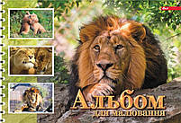 Альбом для малювання А4 40 арк спіраль 100 г/м2 Асорті уні, фото 3