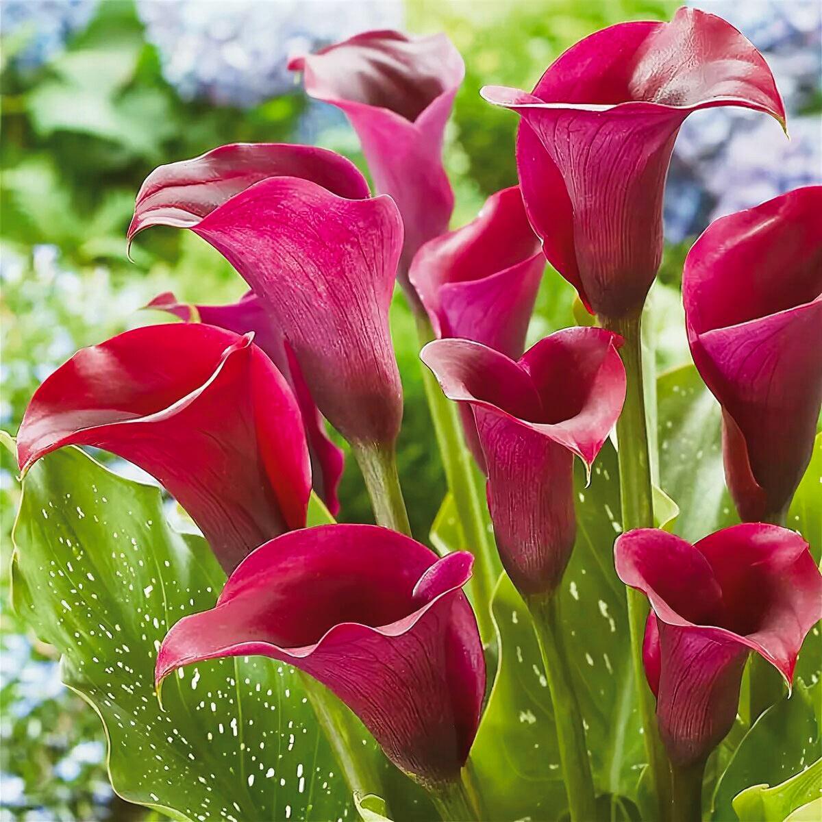 Кала Allure 10/12