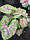 Каладіум Sea Foam Pink, фото 5