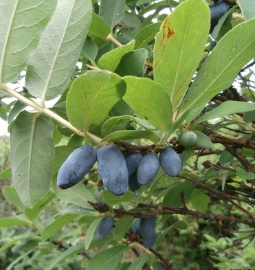Саджанці жимолості "Роксана" 1-річні в контейнері (2л.) h-15-20см. 1-3 втечі