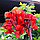 Канна Black Knight, фото 3