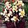 Канна Madame Angele Martin, фото 3