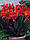 Канна Black Knight, фото 4