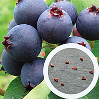 Ірга канадська насіння 0,25 г (прибл. 30 шт) (Amelanchier canadensis) їстівна морозостійка