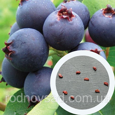 Насіння ірги