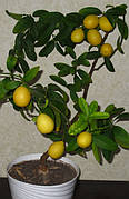 Лимонелла (Лаймкват) "(Citrus aurantiifolia x Fortunella sp.)" Кімнатний плодовий