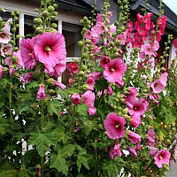 Мальва (Шток-троянда)