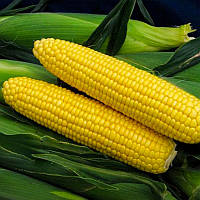 Семена Кукурузы ТУРБИН F1 / TURBIN F1-Clause - (30шт)