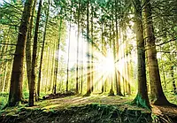 Флизелиновые 3д фотообои с природой 416x254 см Деревья Ландшафт Восход солнца в зеленом лесу Лучшее качество