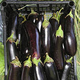 Насіння баклажана ультрараннього "Фабіна" F1 (20 насінин) від Clause, Франція, фото 2