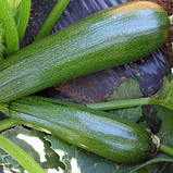 Насіння кабачка раннього, врожайного "Тарміно" F1 (10 насінин) від Clause, Франція, фото 2