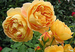 Троянда англійська "Golden Celebration"