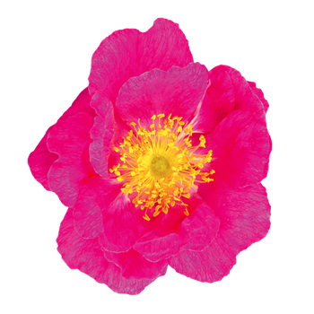 Магніти на холодильник сувенірні