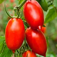Гібрид Тарасенко 3 насіння томату 0,1 г