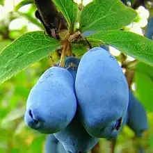 Жимолость їстівна Аврора 1 рік (пізня)