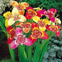 Тигридія суміш