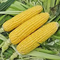 Делікатесна насіння кукурудзи солодкої 100 г